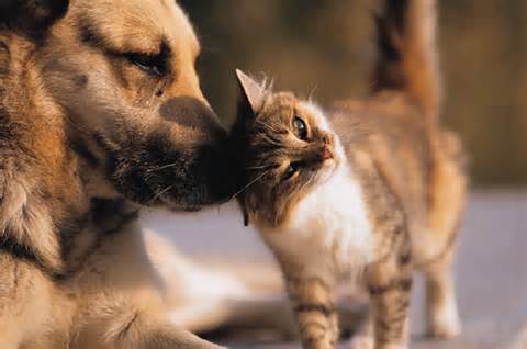 Intraspecies vs. interspecies communication cat and dog