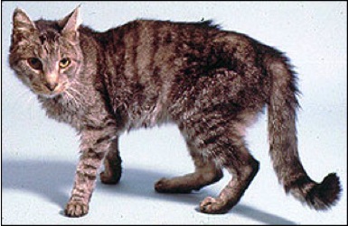 Hyperthyroidism signs in a cat