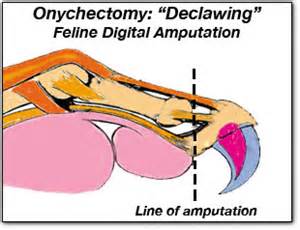 Onychectomy declawing