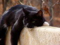 bicolor cat tuxedo cat