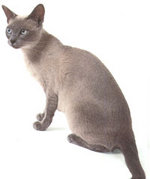 A Tonkinese Cat