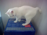 A stumpy white female Manx kitten. Take notice of the long hind legs.