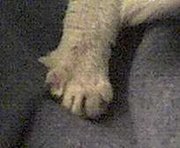 A close-up of a six-toed paw