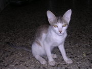 A Indian domestic shorthaired kitten