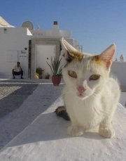 This Greek cat has light fur and green eyes.