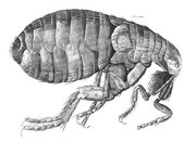 Hooke's drawing of a flea in Micrographia