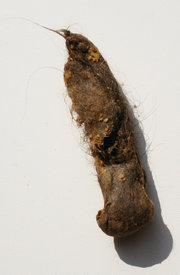 A hairball from a long-haired Maine Coon cat (about 4 in/10 cm long).