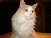 A cream mackerel tabby and white Maine Coon.