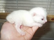 A week old female Manx kitten. Take notice of the stumpy tail.