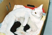 Four kittens being nursed.