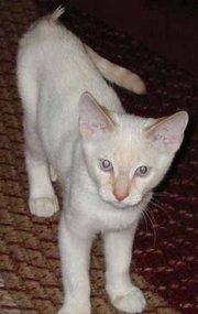 Three month old flame point Siamese kitten.