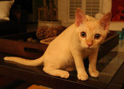 Young Burmese creme male (5 months)