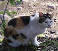 A Calico (called  Mi-ke ) Japanese Bobtail cat