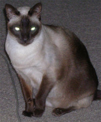 An example of an  apple-headed  Siamese cat