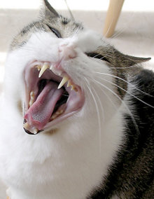 A cat yawning, showing characteristic canine teeth.