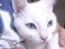 Blue-eyed cats with white fur have a higher genetic incidence of deafness.