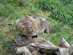 European Wild Cat, Felis silvestris