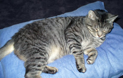 Male polydactyl cat with 6-7 digits/claws on the front paws, and 5 on the hind paws.