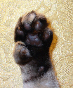 Opposable 'thumb' on male polydactyl cat. There used to be a digitless claw protruding from the crevice between the 'thumb' and 'index finger'.