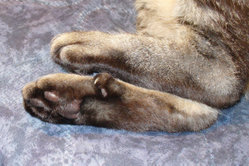 Hind dewclaw on male polydactyl cat