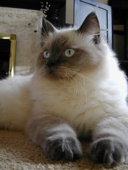 A blue colorpoint Ragdoll.