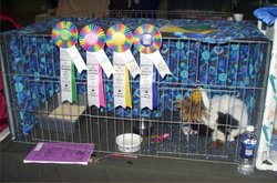 Typical cat show benching cage in the US.  Cats wait here until called to the ring.