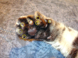 Right front paw of male polydactyle cat. Circles indicate digits. The circle with a question mark is for what may be a separate digit. The rightmost circle is for a small clawless digit.