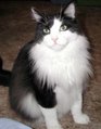 bicolor cat tuxedo cat