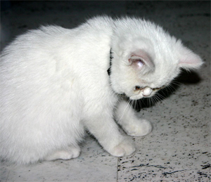  white female exotic cat - 12 weeks old