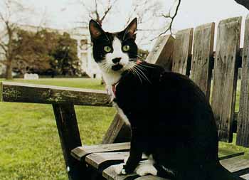 Chelsea Clinton's cat, Socks, is a bicolor cat, or tuxedo cat who lived in the White House from 1993 to 2001